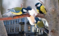 "Не кроши батон на птиц": гид от орнитологов по безопасной зимней подкормке
